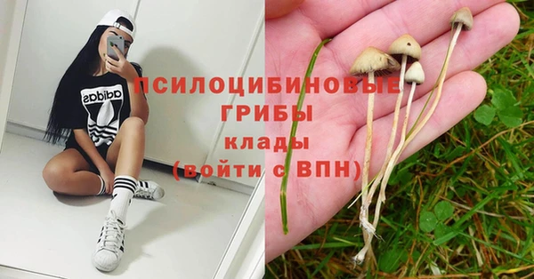 PSILOCYBIN Алзамай